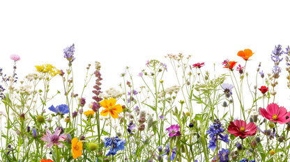 Beneficial Seeds for Citrus Trees- 5gm and 12 gm Packets