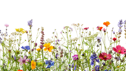 Beneficial Seeds for Citrus Trees- 5gm and 12 gm Packets