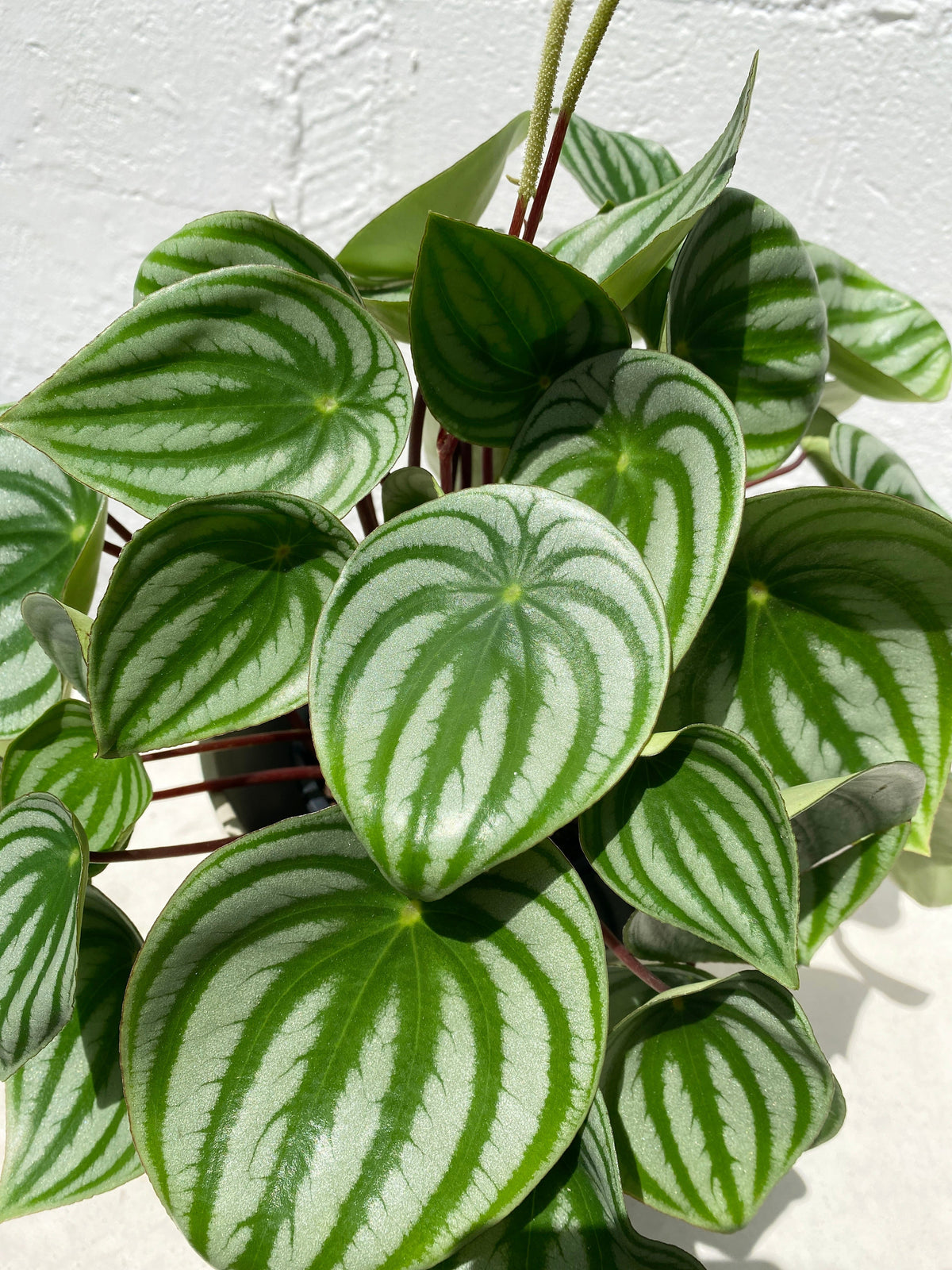 Watermelon Gangle Watermelon Peperomia – Jungle Story