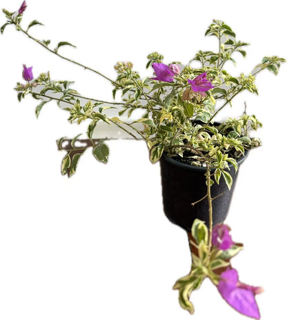 Bougainvillea "Harrasii" 2ltr