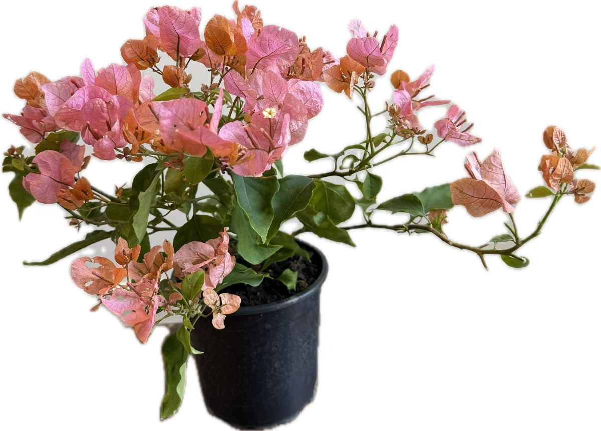 Bougainvillea "Tango" 2ltr
