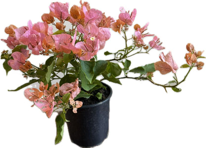 Bougainvillea "Tango" 2ltr