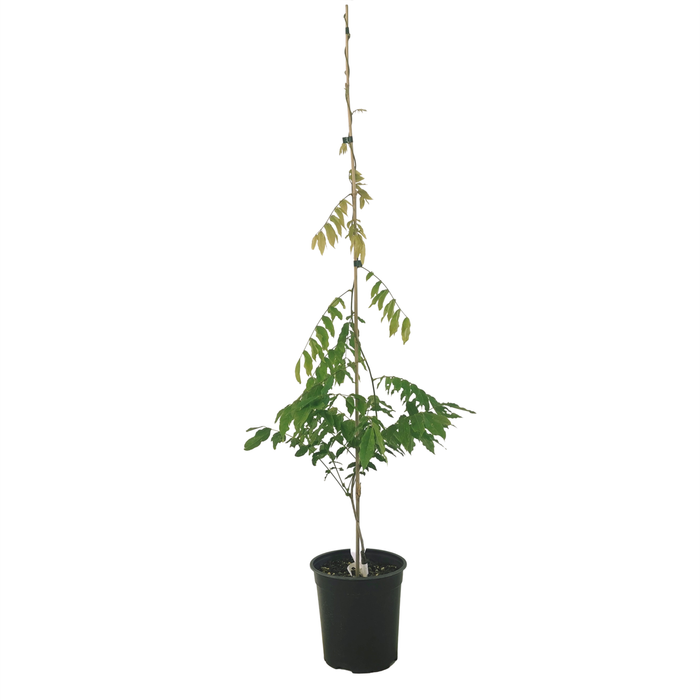 Wisteria 'White Silky' | Shiro-Kapitan 3.3ltr