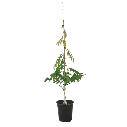 Wisteria 'White Silky' | Shiro-Kapitan 3.3ltr