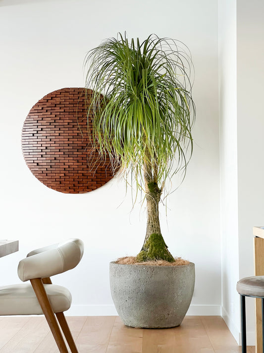 Beaucarnea recurvata 'Ponytail Palm'