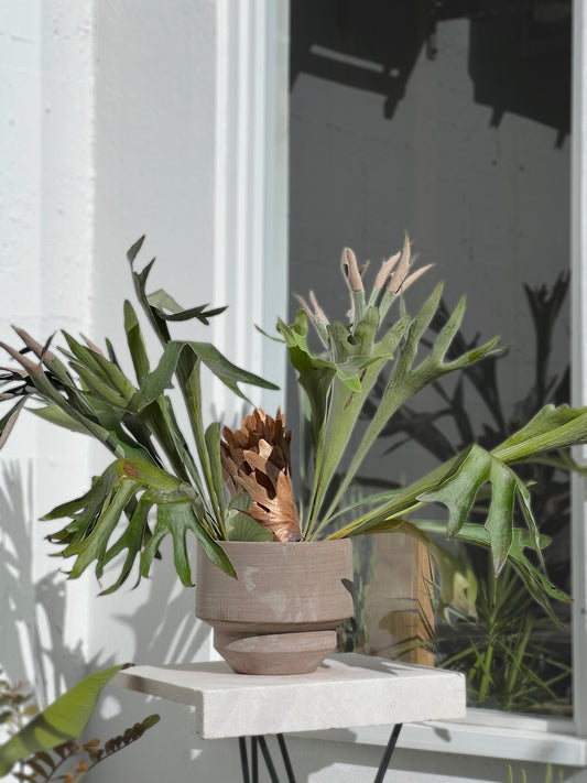 Platycerium Netherlands - Staghorn