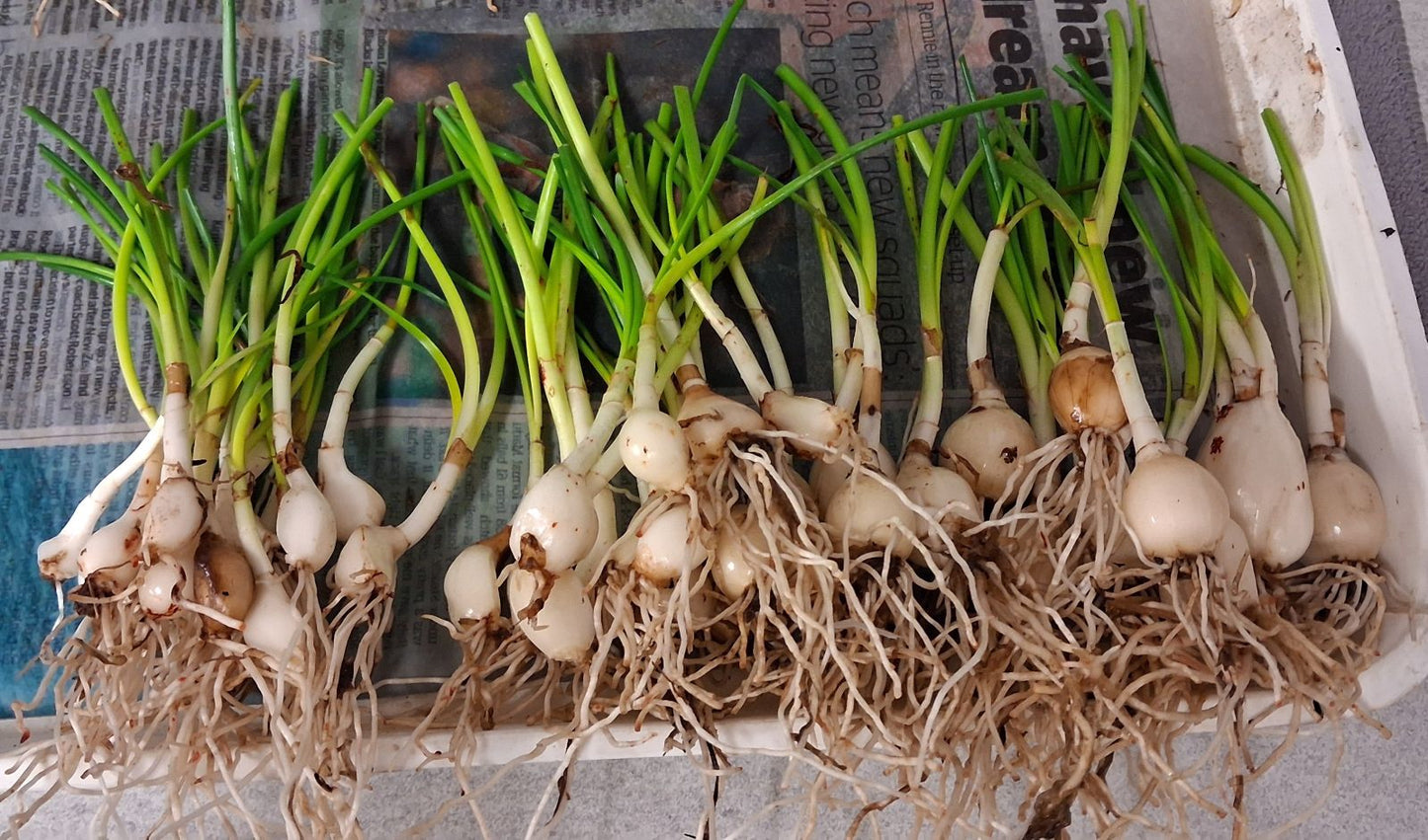 Zephyranthes candida / Rain Lily (50 corms)