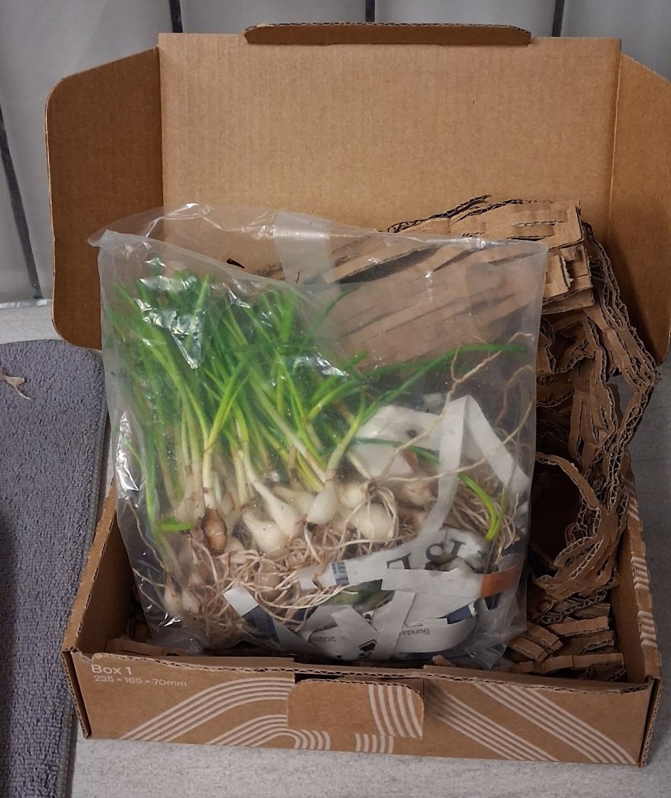 Zephyranthes candida / Rain Lily (50 corms)