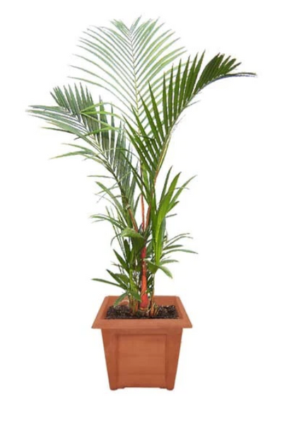 लिपस्टिक पाम<br> <i>सिर्टोस्टैचिस रेंडा</i>