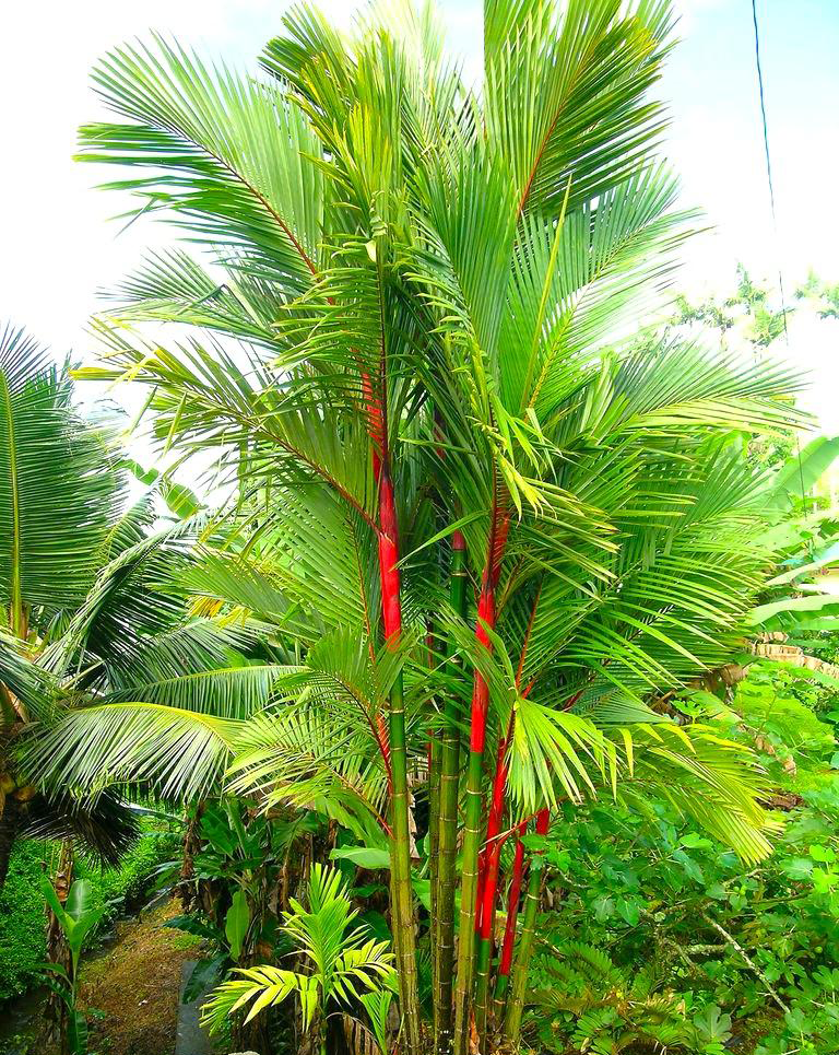 Lipstick Palm / Sealing Wax Palm Seedling